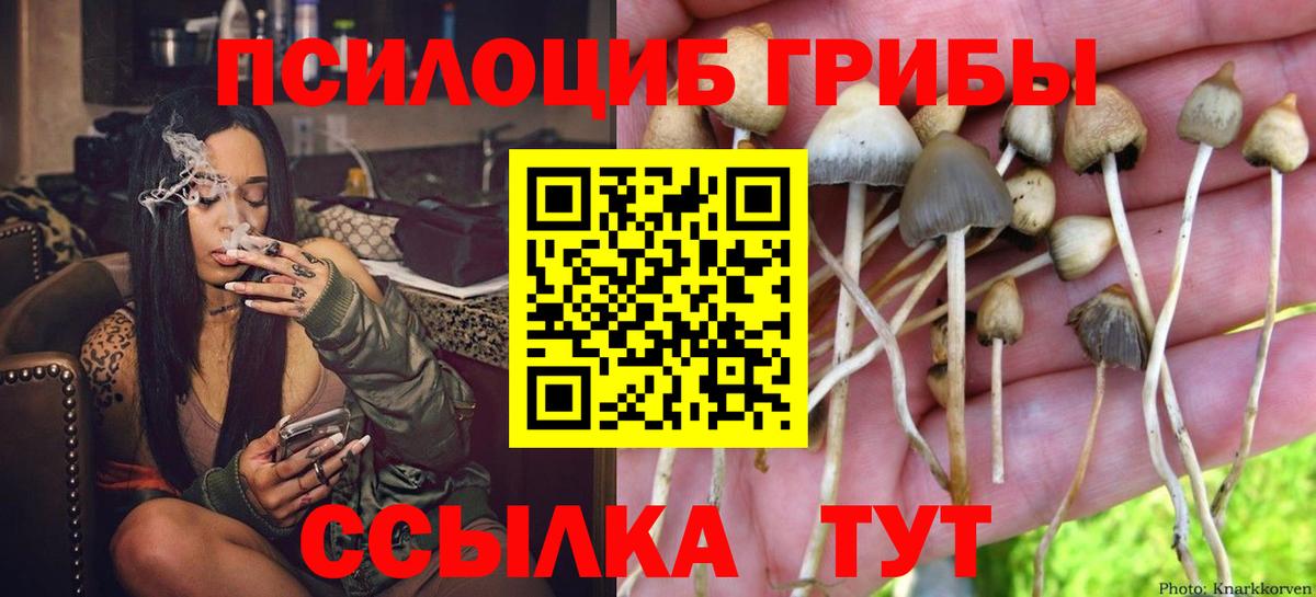 Псилоцибиновые грибы мицелий Камень-на-Оби